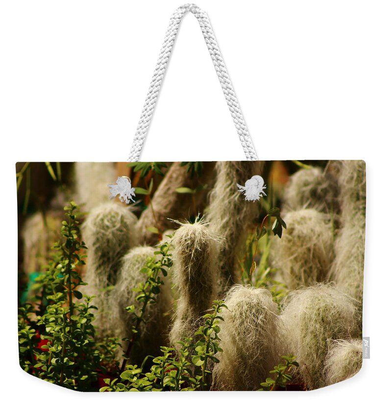 Old Man Cactus Weekender Tote Bag featuring the photograph Old Men of the Desert Cactus by Colleen Cornelius