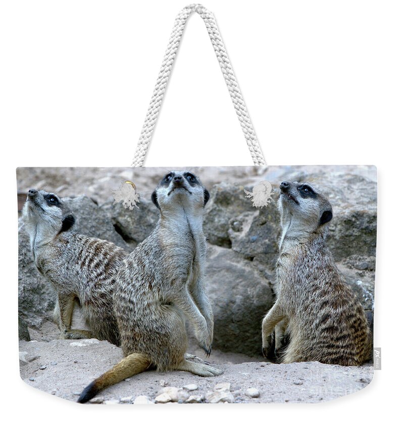 Animal Weekender Tote Bag featuring the photograph On Gaurd by Stephen Melia
