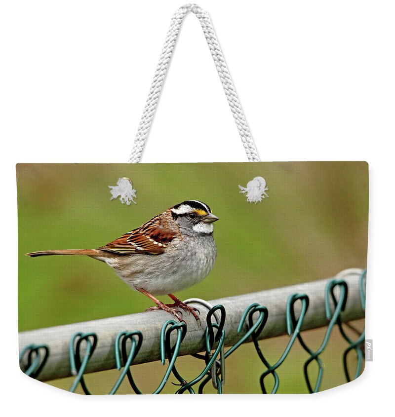 White Throated Sparrow Weekender Tote Bag featuring the photograph On The Fence by Debbie Oppermann