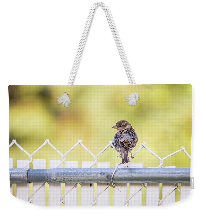 Sparrow Weekender Tote Bag featuring the photograph On the Fence by Stan Kwong