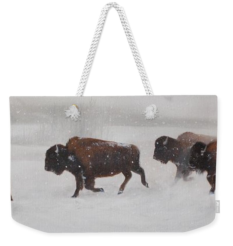 Buffalo Weekender Tote Bag featuring the painting On The Move by Tammy Taylor