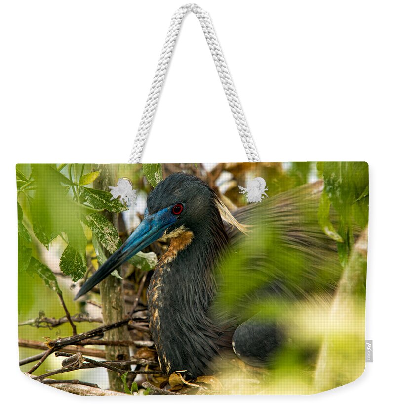 Tri-color Heron Weekender Tote Bag featuring the photograph On The Nest by Christopher Holmes