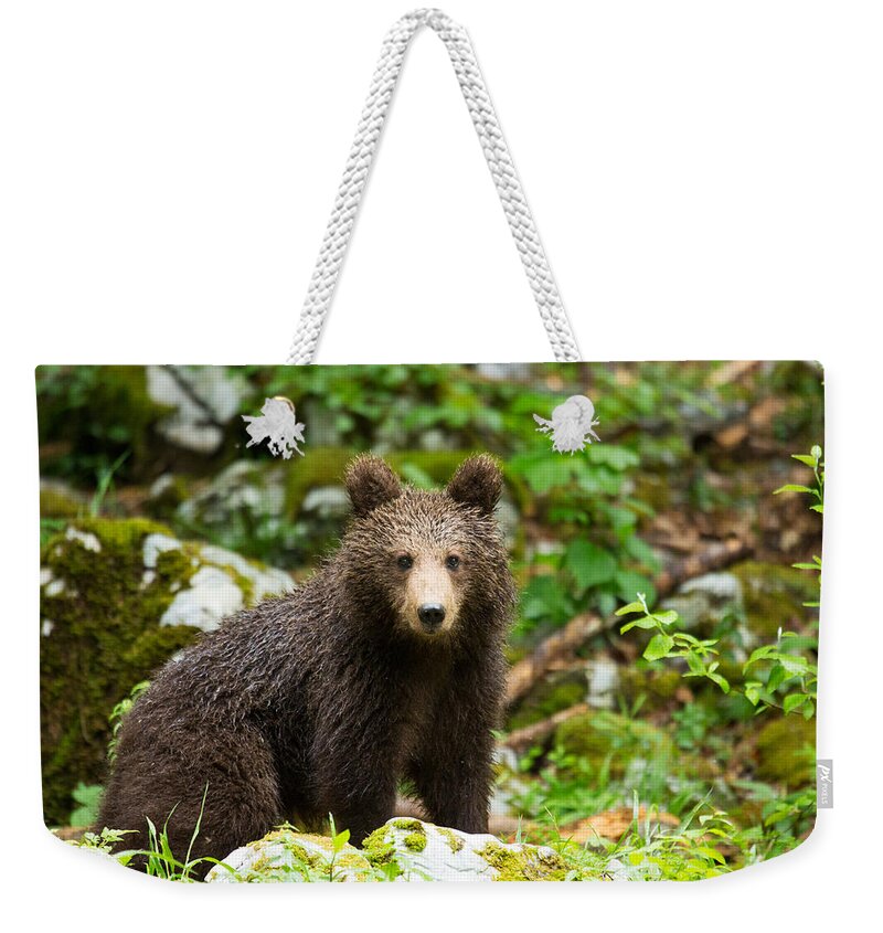 Brown Weekender Tote Bag featuring the photograph One year old Brown Bear in Slovenia by Ian Middleton