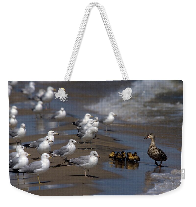 Ducks Weekender Tote Bag featuring the photograph Ducklings in Trouble - Oops not into diversity by John Harmon