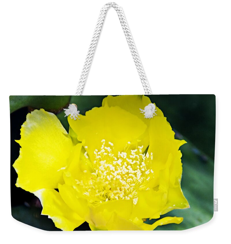 Opuntia Basilaris Weekender Tote Bag featuring the photograph Opuntia basilaris Flower _2a by Walter Herrit