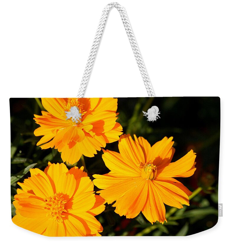 Nature Weekender Tote Bag featuring the photograph Cosmos Trio by Sheila Brown