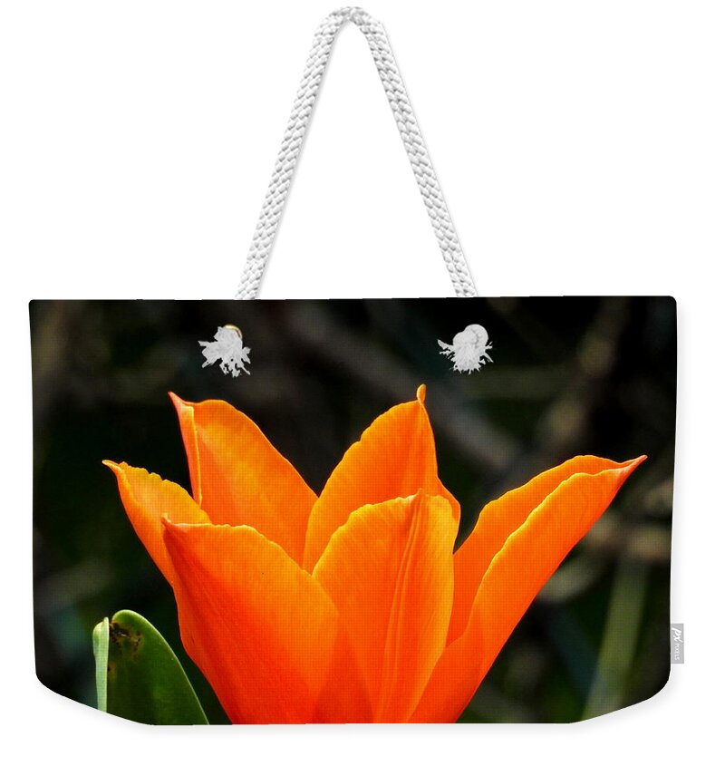 Orange Weekender Tote Bag featuring the photograph Orange Bloom by Betty-Anne McDonald