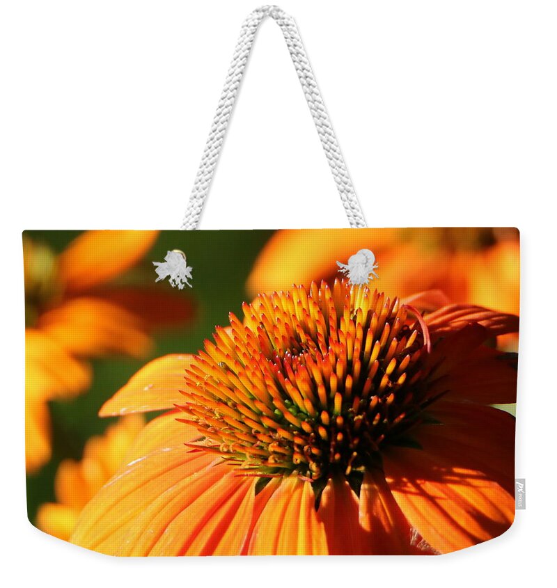 Nature Weekender Tote Bag featuring the photograph Orange Coneflower at First Light by Sheila Brown