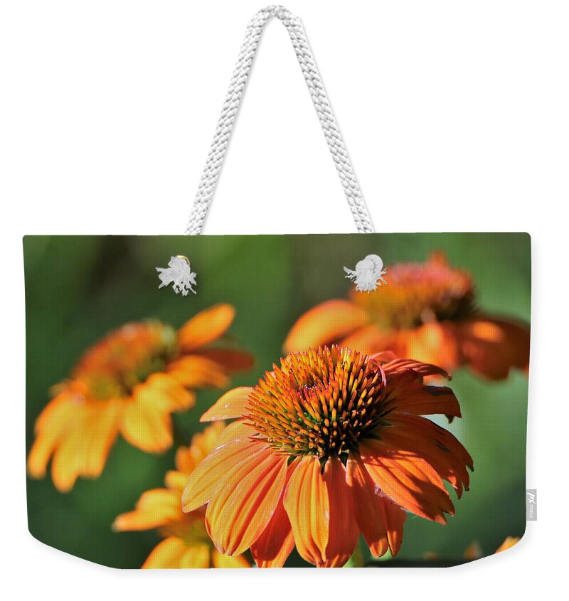 Nature Weekender Tote Bag featuring the photograph Orange Cone Flowers in Morning Light by Sheila Brown