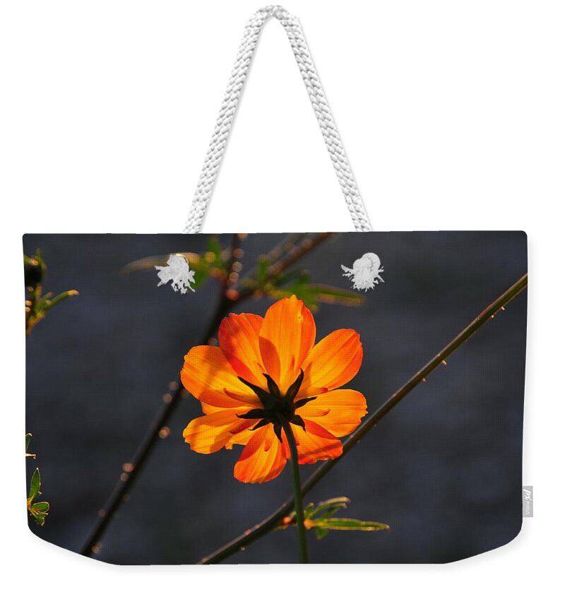 Orange Weekender Tote Bag featuring the photograph Orange Cosmo by Susie Rieple