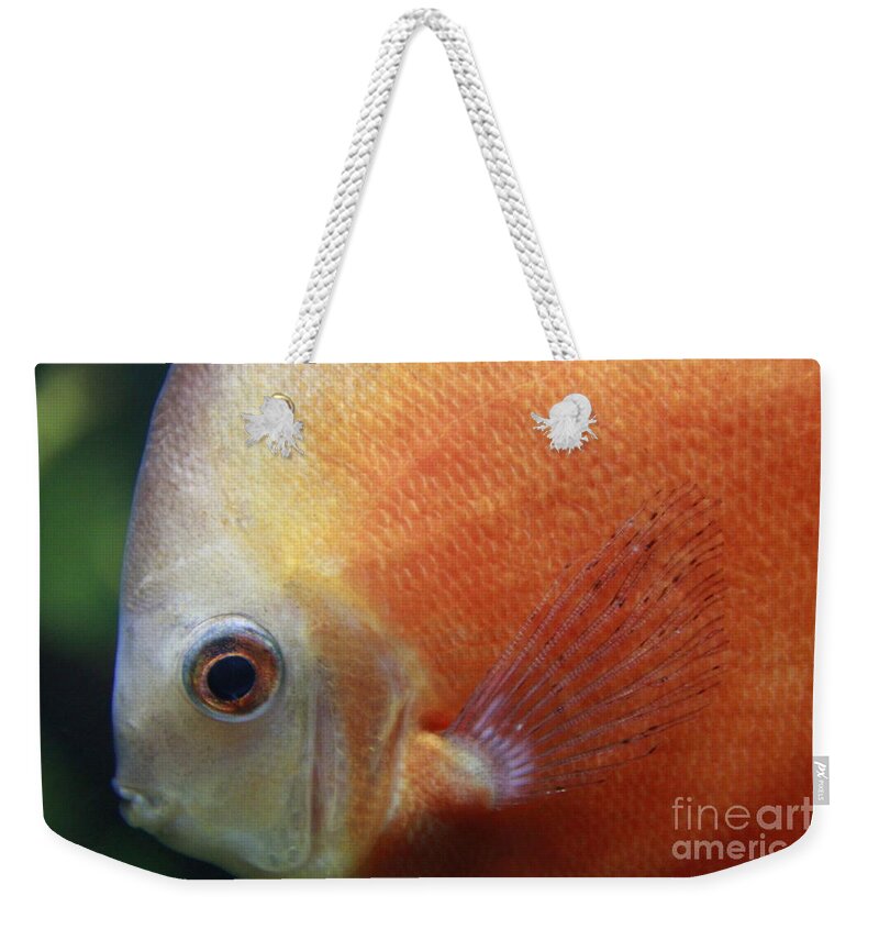 Jennifer Bright Weekender Tote Bag featuring the photograph Orange Discus by Jennifer Bright Burr