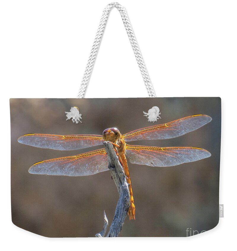 Nature Weekender Tote Bag featuring the photograph Dragonfly 3 by Christy Garavetto