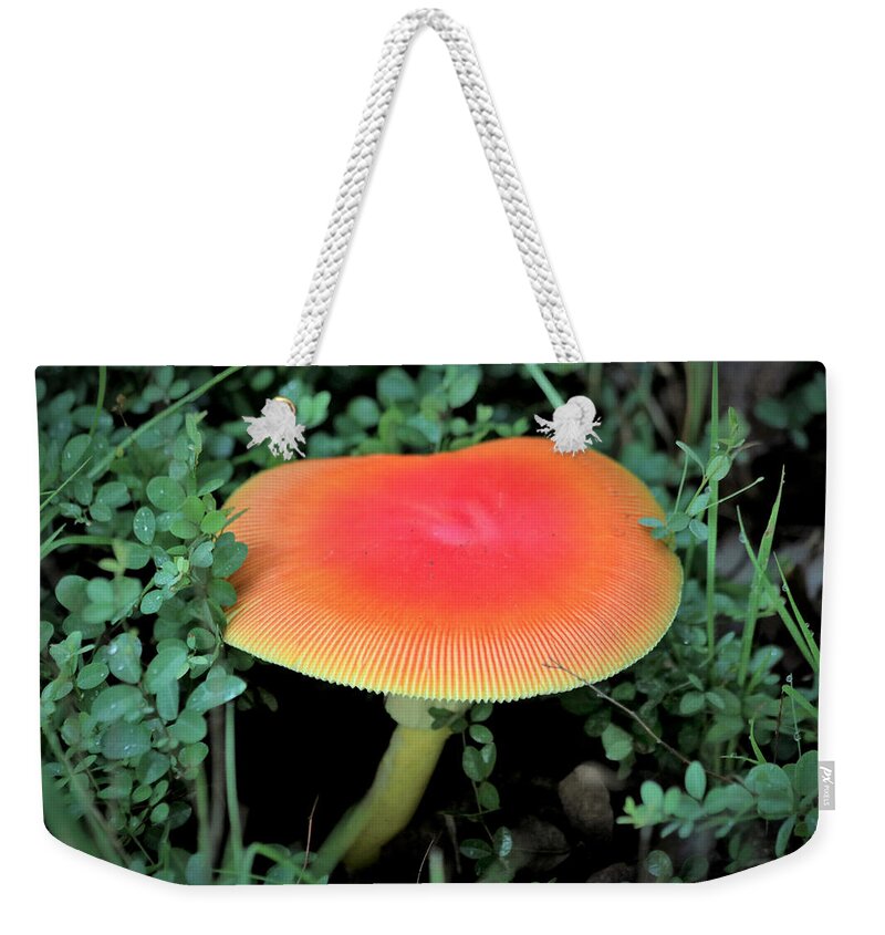Nature Weekender Tote Bag featuring the photograph Orange Glow by Sheila Brown