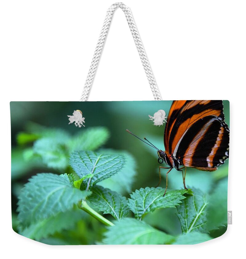 Butterfly Weekender Tote Bag featuring the photograph Orange Tiger by Rand Ningali