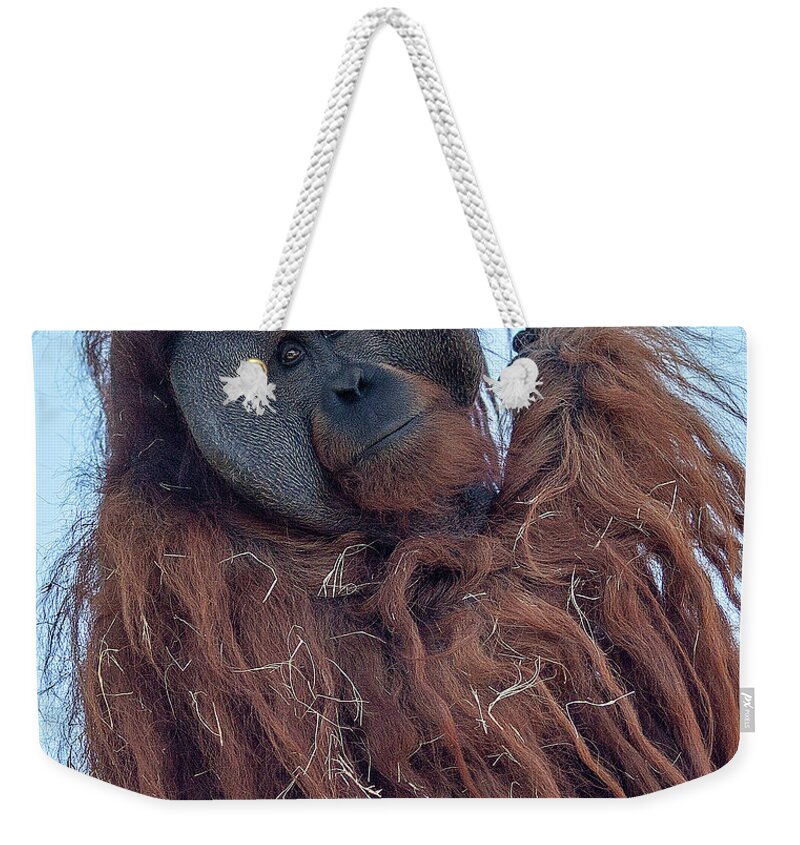 Jungle Weekender Tote Bag featuring the photograph Orangutan by Al Hurley