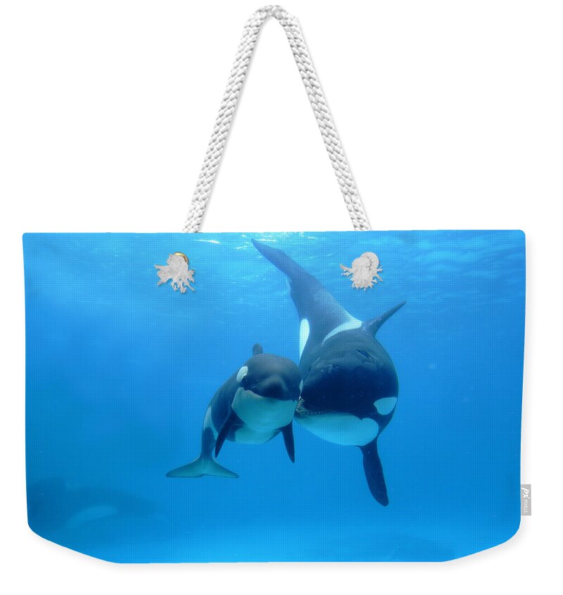 Mp Weekender Tote Bag featuring the photograph Orca Mother And Newborn by Hiroya Minakuchi