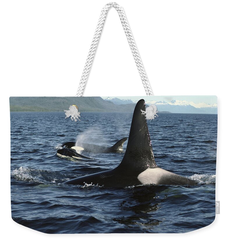 00079588 Weekender Tote Bag featuring the photograph Orca Pod Surfacing Johnstone Strait by Flip Nicklin