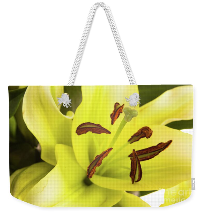Alive Weekender Tote Bag featuring the photograph Oriental Lily Flower by Raul Rodriguez