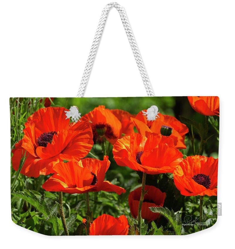 Oriental Poppy; Red; Beauty In Nature; Close-up; Color Image; Flower; Nature; No People; Outdoors; Petal; Photography Weekender Tote Bag featuring the photograph Oriental Poppies by PiperAnne Worcester