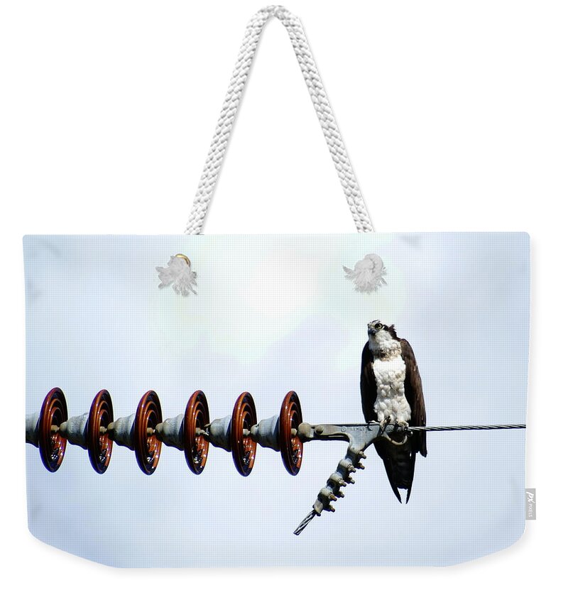 Birds Weekender Tote Bag featuring the photograph Osprey on Powerline 1 by Ben Upham III
