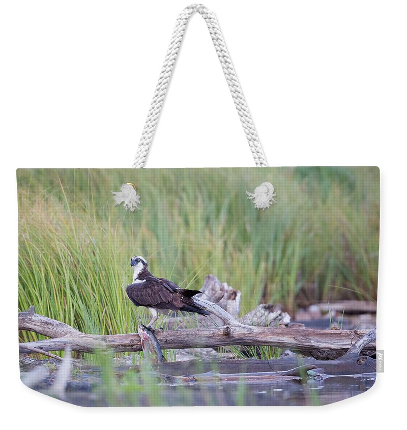 Avian Weekender Tote Bag featuring the photograph Osprey Victory by Robert L Moffat