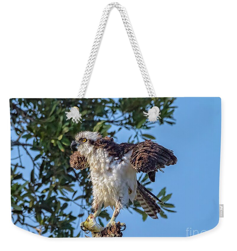 Osprey Weekender Tote Bag featuring the photograph Osprey With Meal by DB Hayes