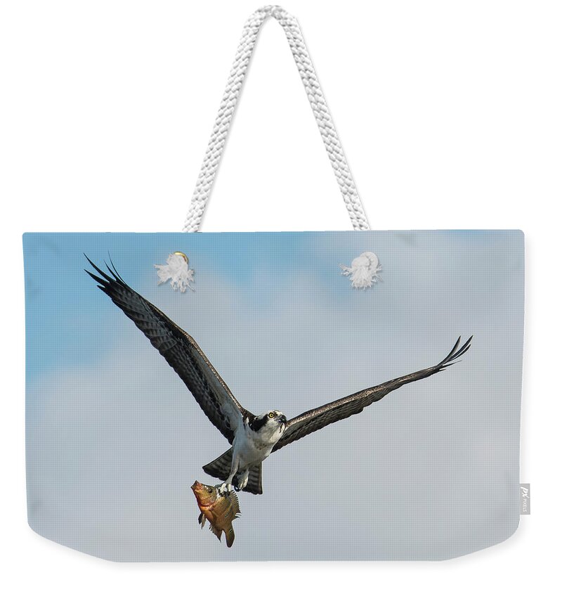 Osprey Weekender Tote Bag featuring the photograph Osprey with Rainbow Bass 1 by Don Durfee