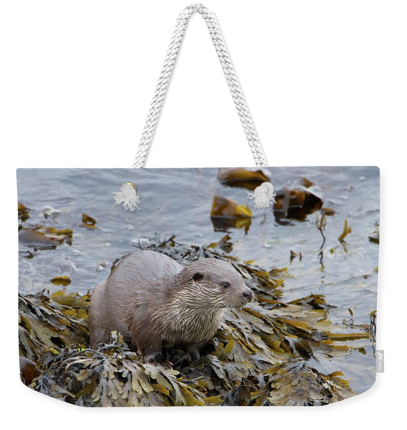 Otter Weekender Tote Bag featuring the photograph Otter On Seaweed by Pete Walkden