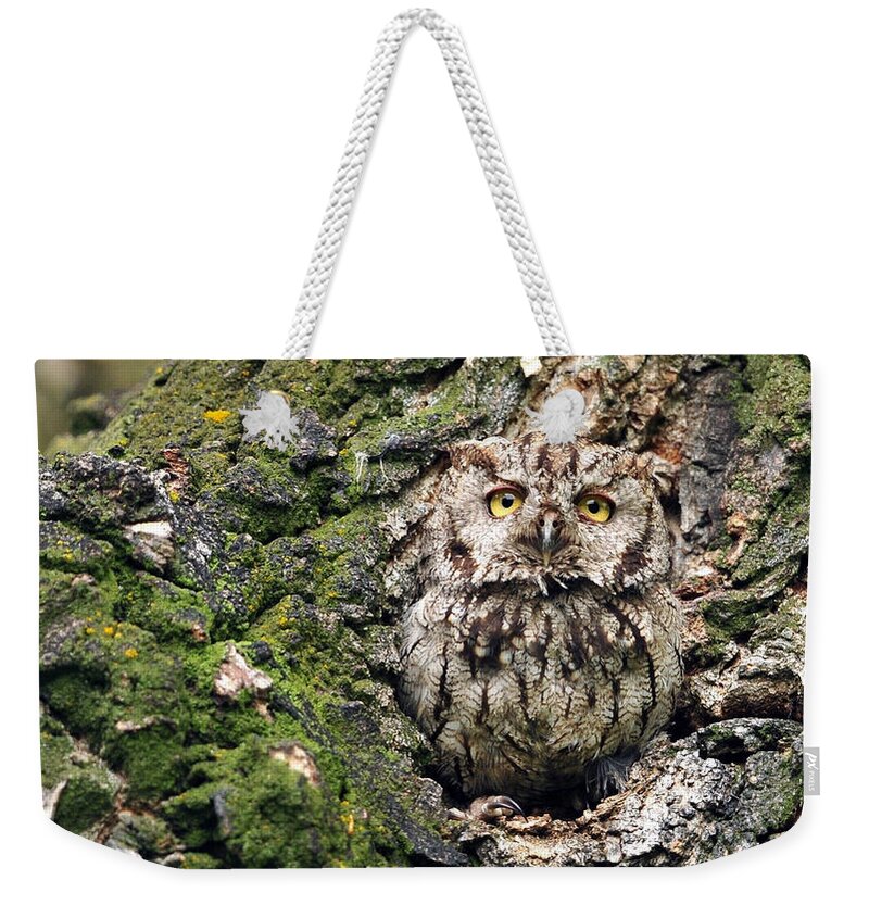 Owl Weekender Tote Bag featuring the photograph Owl by Mariel Mcmeeking