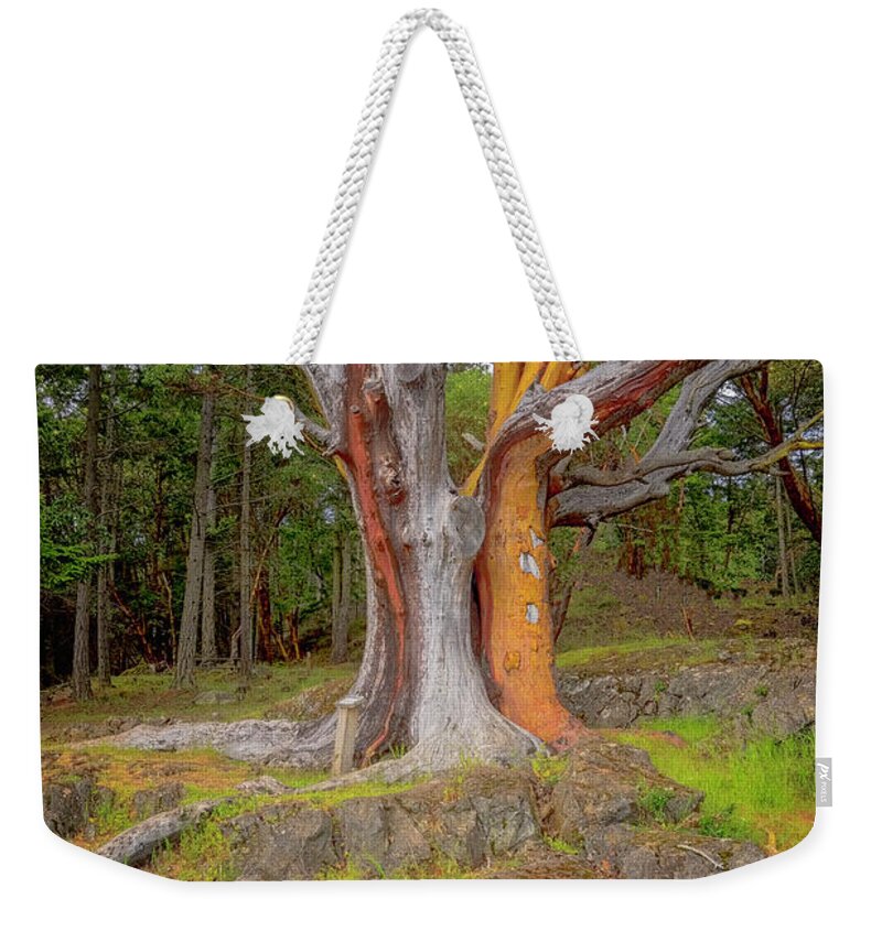 Oregon Coast Weekender Tote Bag featuring the photograph Pacific Madrone Tree by Tom Singleton