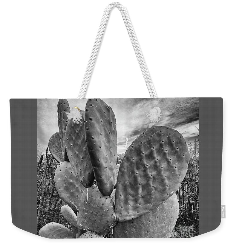 Paddle Cactus Weekender Tote Bag featuring the photograph Paddle Cactus by Elisabeth Lucas