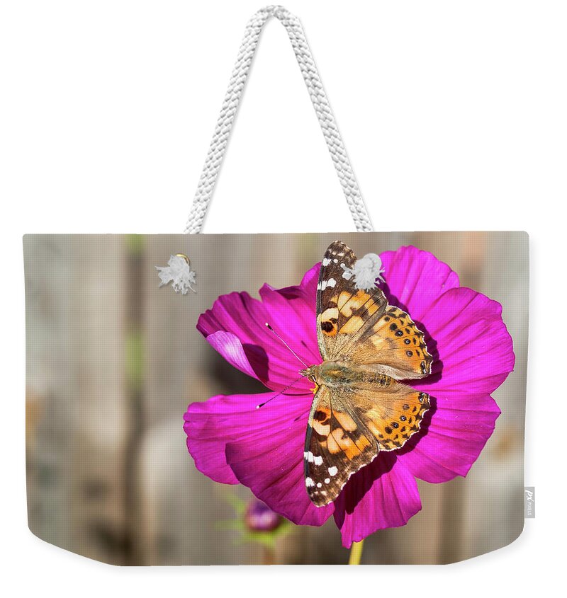 Painted Lady Butterfly Weekender Tote Bag featuring the photograph Painted Lady 2017-4 by Thomas Young