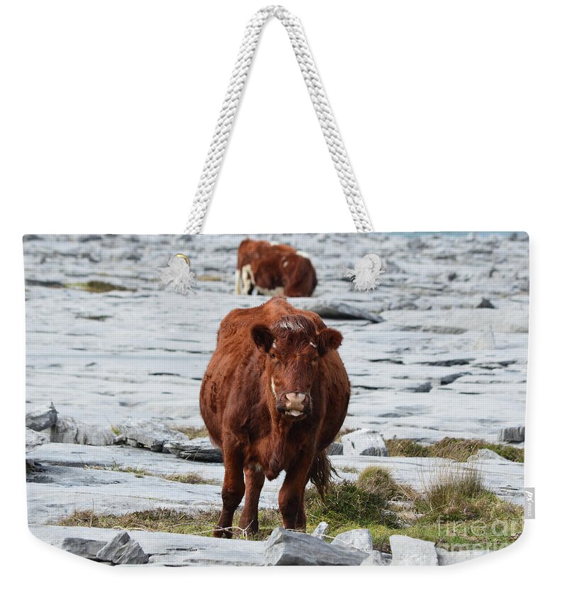 Cow Weekender Tote Bag featuring the photograph Pair of Cows Grazing on the Burren in Ireland by DejaVu Designs