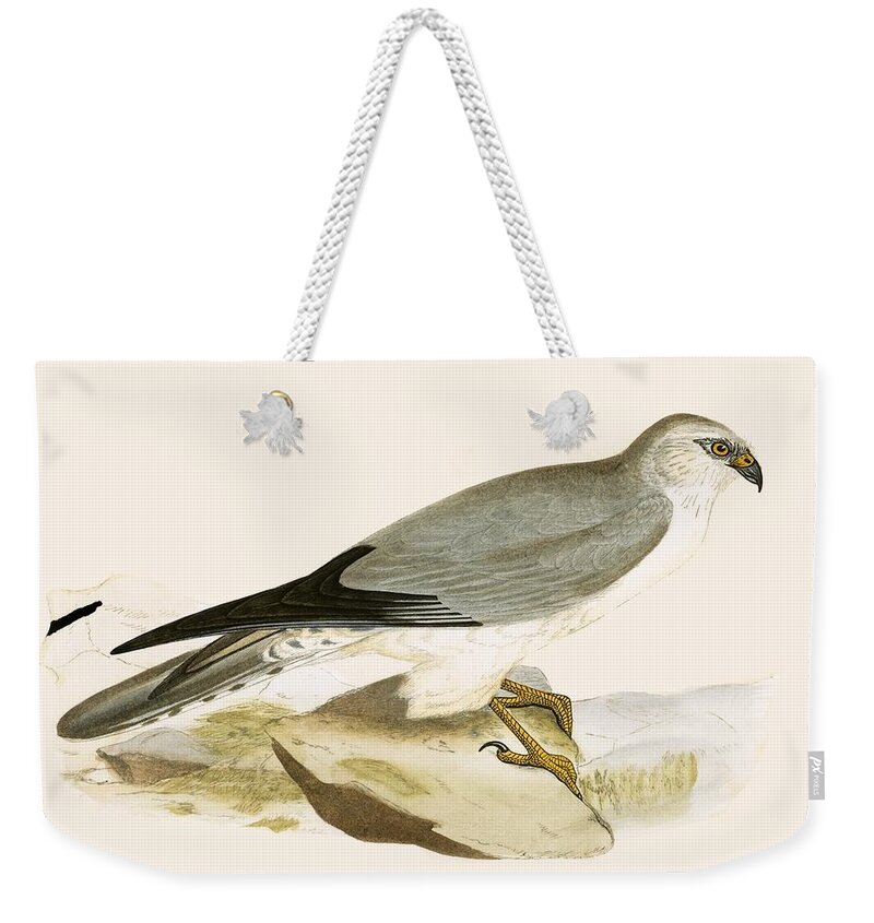 Ornithology Weekender Tote Bag featuring the painting Pale Chested Harrier by English School