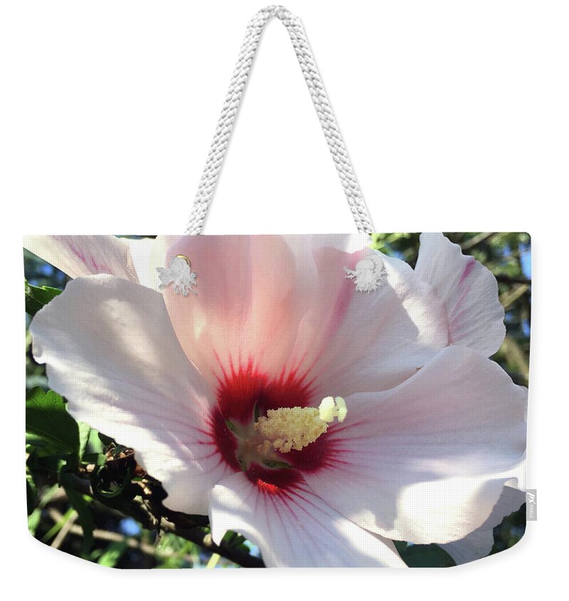 Hibiscus Flower Weekender Tote Bag featuring the photograph Pale Pink Hibiscus by CAC Graphics