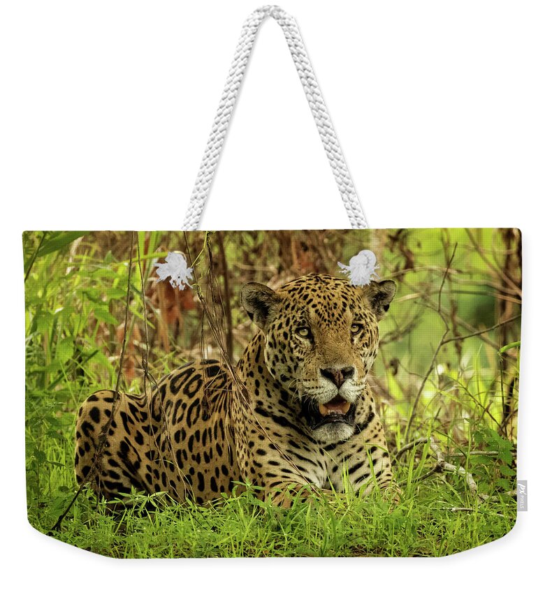 Jaguar Weekender Tote Bag featuring the photograph Pantanal Jaguar Resting by Steven Upton