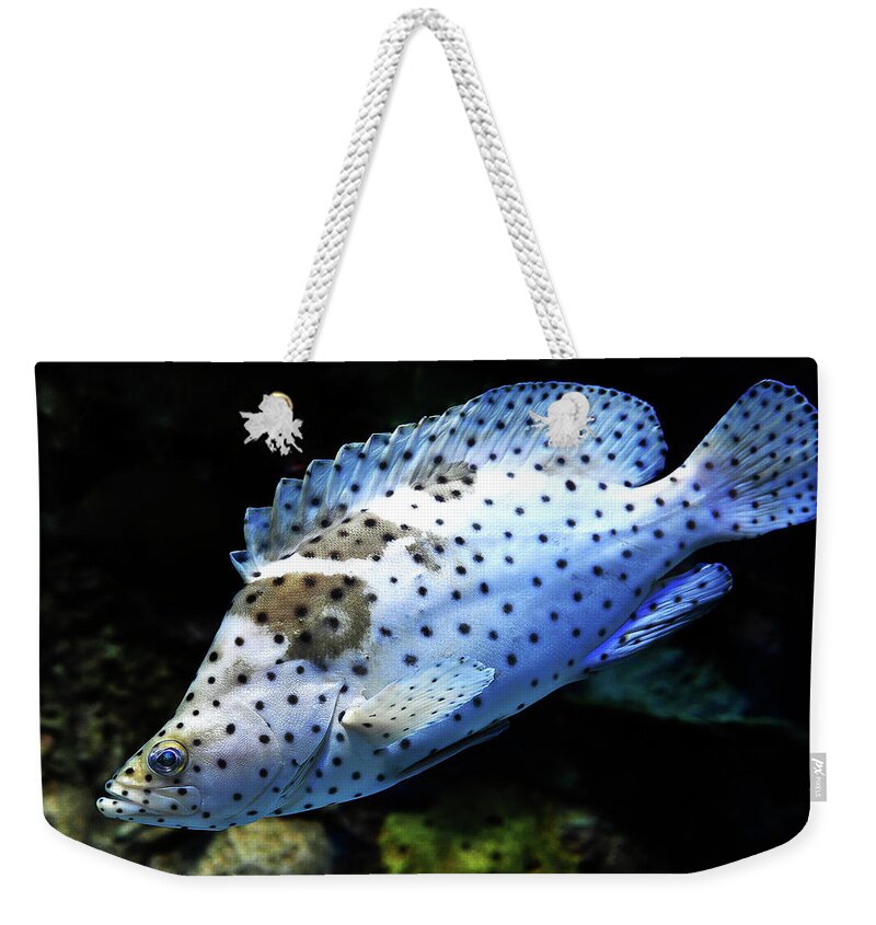 Fish Weekender Tote Bag featuring the photograph Panther Grouper by Scott Cordell
