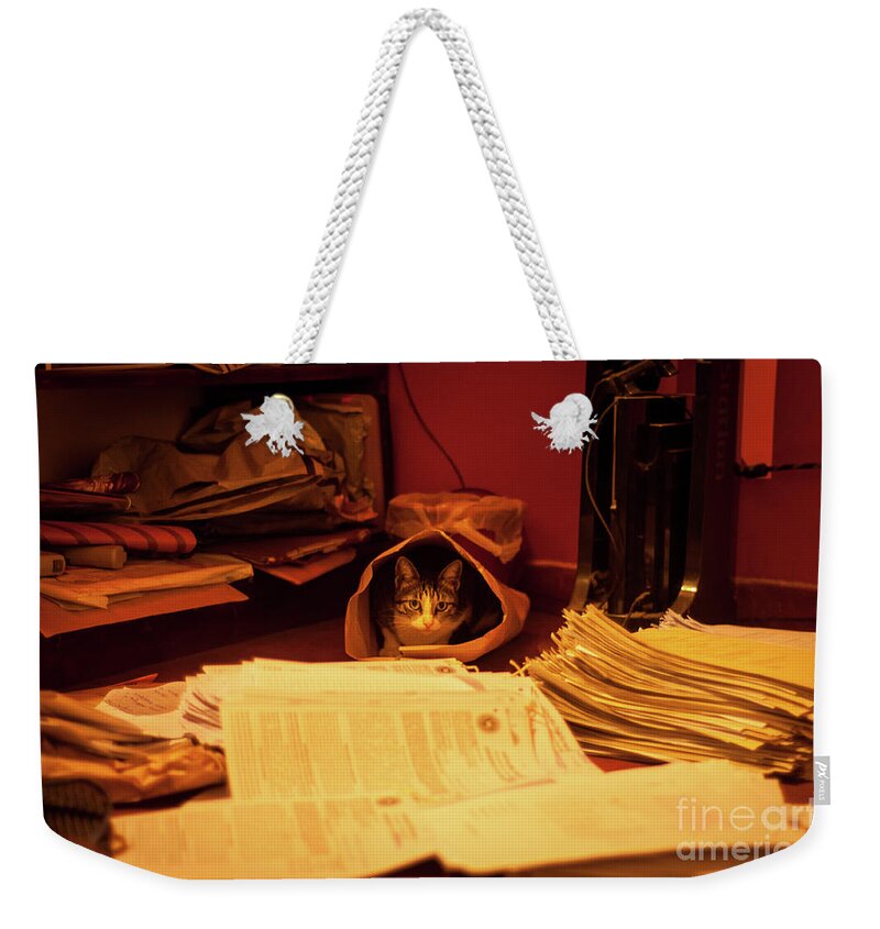 Cat In A Wrapper Weekender Tote Bag featuring the photograph Parcel Cat by Venura Herath