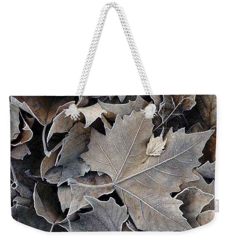 Maple Weekender Tote Bag featuring the photograph Parental by DArcy Evans