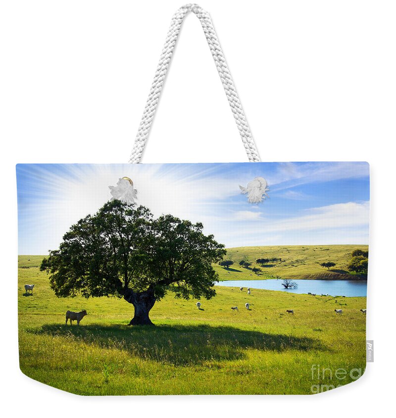 Agriculture Weekender Tote Bag featuring the photograph Pasturing cows by Carlos Caetano