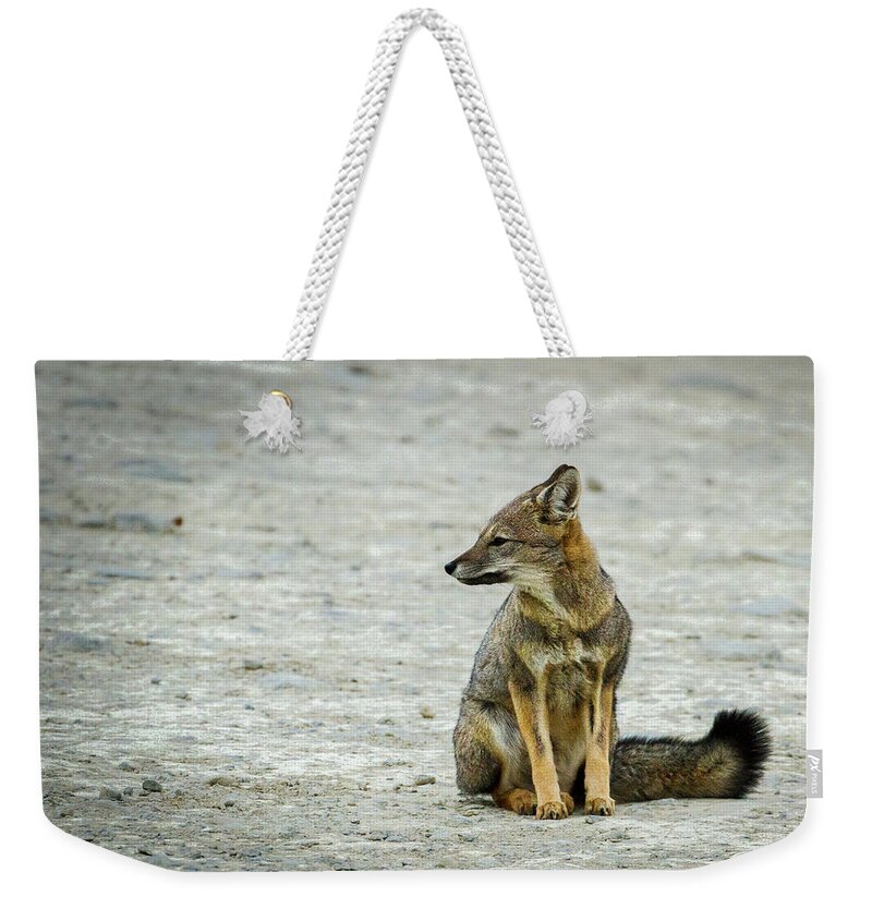 Argentina Weekender Tote Bag featuring the photograph Patagonia Fox - Argentina by Stuart Litoff
