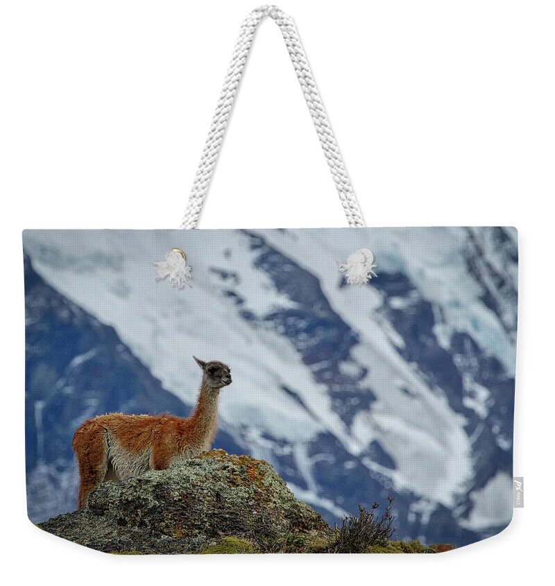 Guanaco Weekender Tote Bag featuring the photograph Patagonian Guanaco #2 - Chile by Stuart Litoff