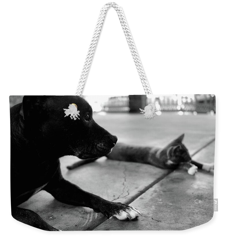 Portrait Weekender Tote Bag featuring the photograph Patches and Motey chills by Michael Blaine