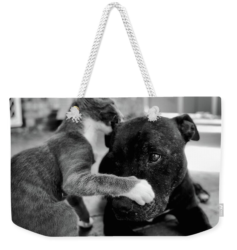 Portrait Weekender Tote Bag featuring the photograph Patches and Motey play 3 BnW by Michael Blaine