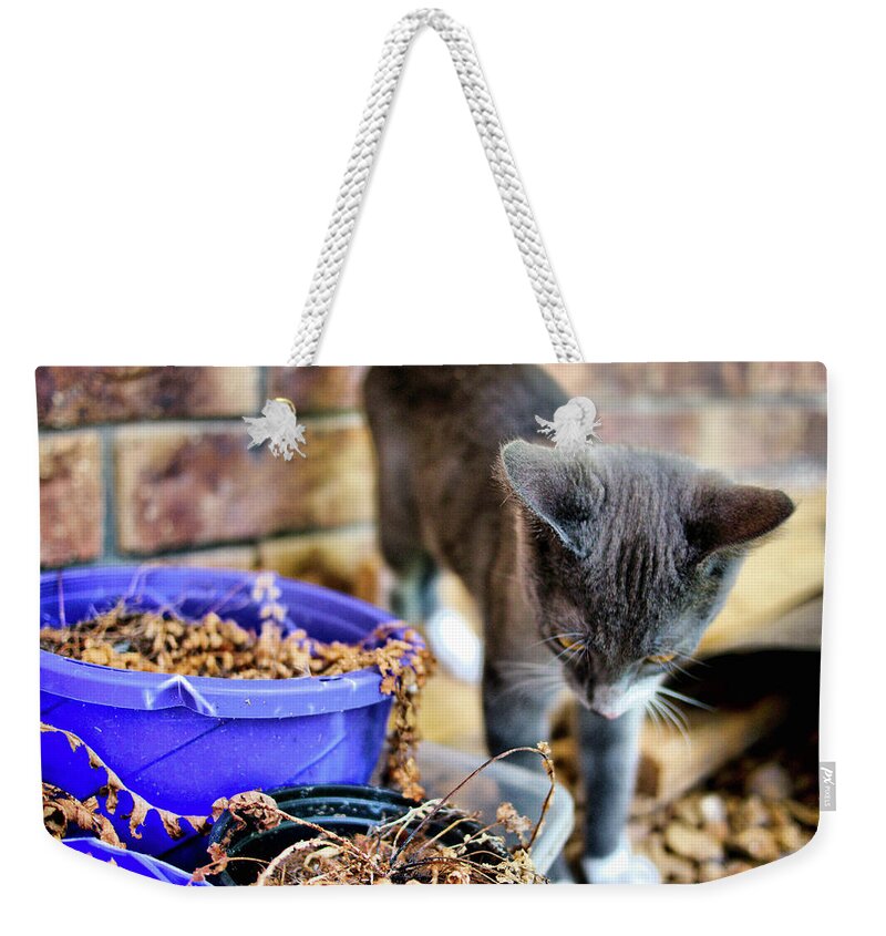 Animals Weekender Tote Bag featuring the photograph Patches eplore by Michael Blaine