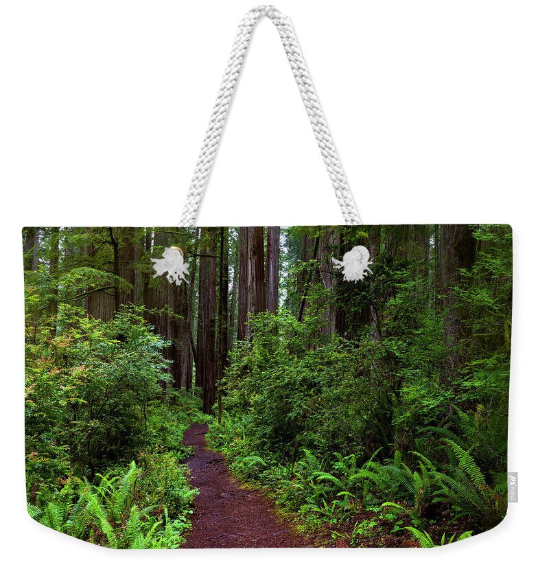 Fern Weekender Tote Bag featuring the photograph Path To The Big Trees by Rick Pisio
