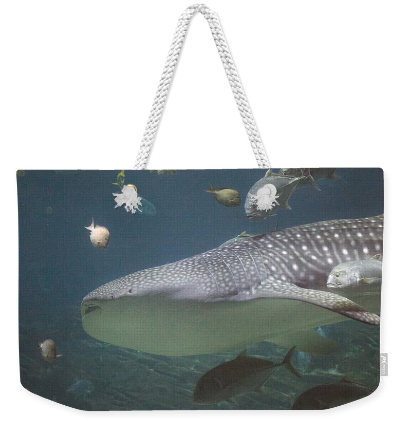Shark Weekender Tote Bag featuring the photograph Peaceful Balance by Betsy Knapp