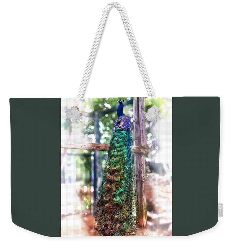 Peacock Weekender Tote Bag featuring the photograph Peacock Magic by Doris Aguirre