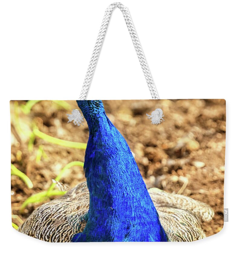 Male Weekender Tote Bag featuring the photograph Peacock Profile by Robert Bales