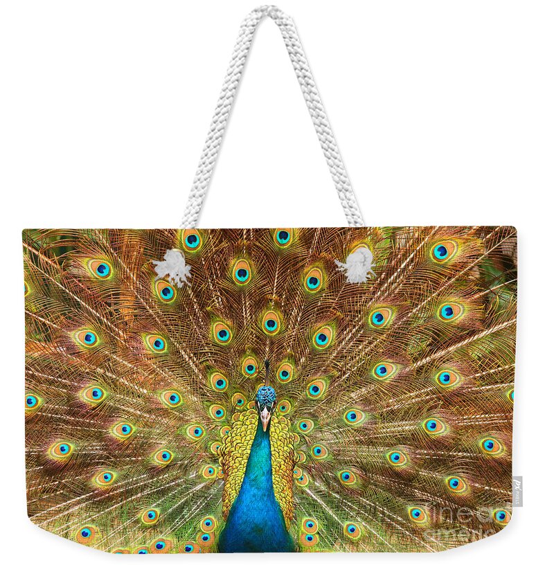 Animal Weekender Tote Bag featuring the photograph Peacock showing its feathers XL by Patricia Hofmeester